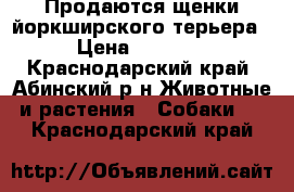 Продаются щенки йоркширского терьера  › Цена ­ 10 000 - Краснодарский край, Абинский р-н Животные и растения » Собаки   . Краснодарский край